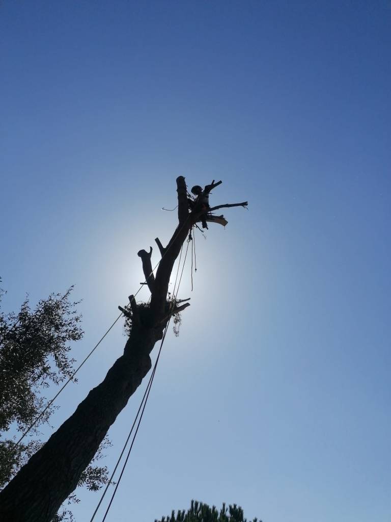 Elagage - Abattage - Taille arbre grand sujet - norme de sécurité elagage