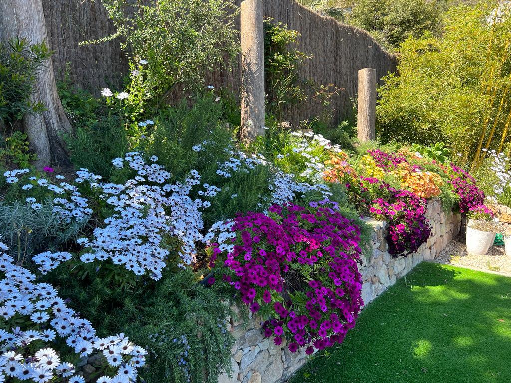 Massif fleurs sur restanque mur pierre sèche