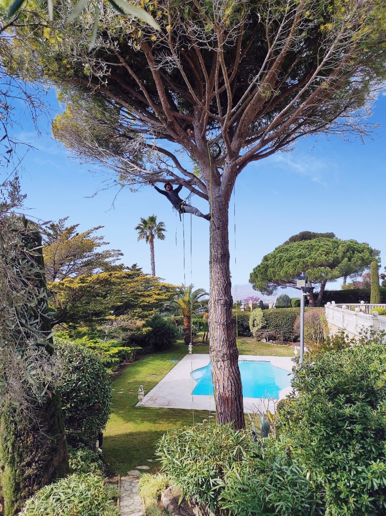 Elagage - Taille technique