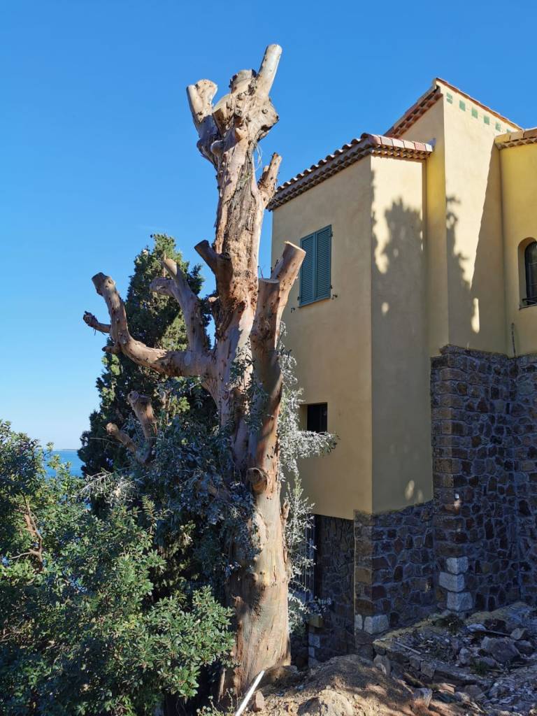 Élagage technique et taille de grands sujets - mise en sécurité habitation de standing