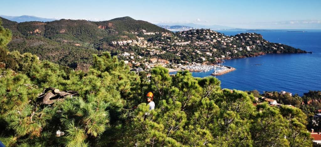 Elagage - Abattage - Taille arbre grand sujet - norme de sécurité elagage