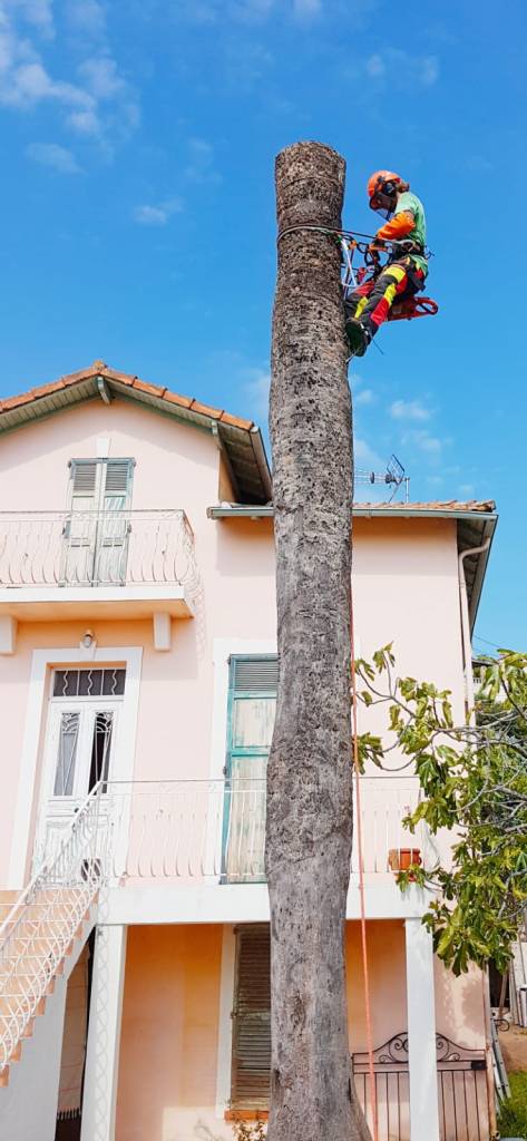 Taille palmier infecté charançons. Mise en sécurité et évacuation