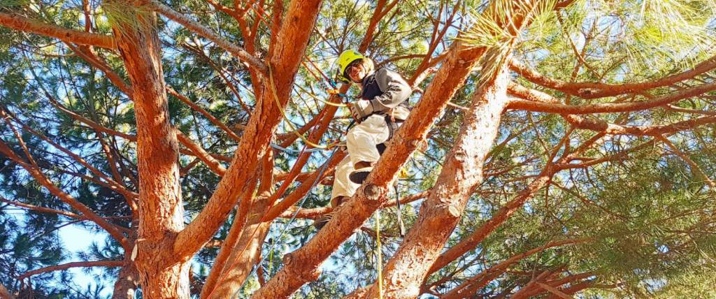 Diplômé du CFA en tant qu’élagueur-grimpeur. véritable savoir-faire technique Elagae - taille structurante - mise en sécurité